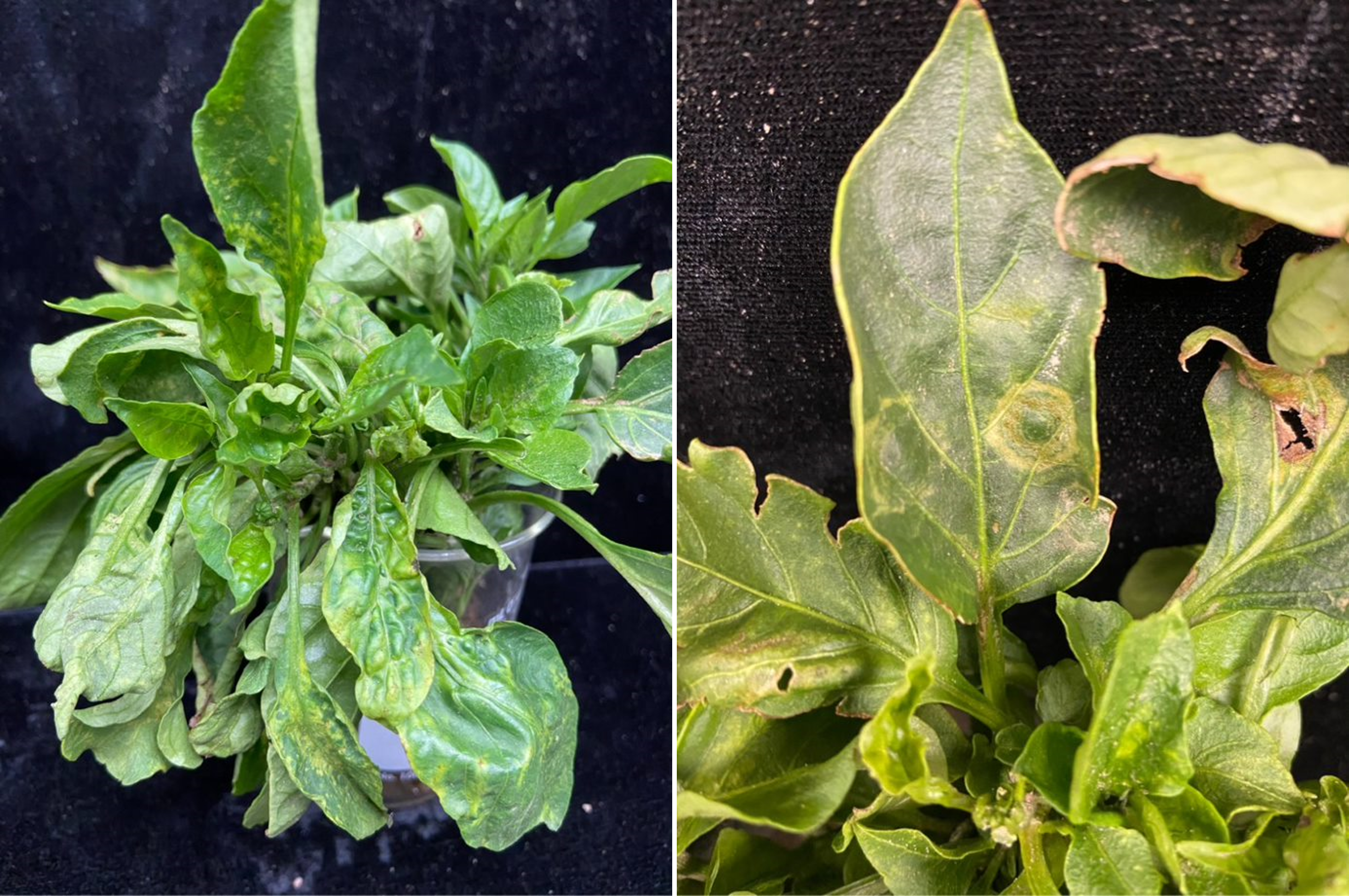 Pepper plant and leaves distorted and with ringspots.